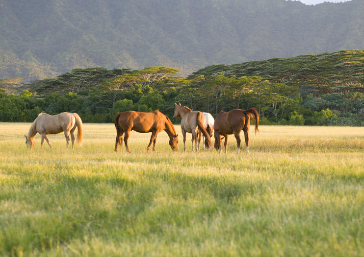 Parker Ranch